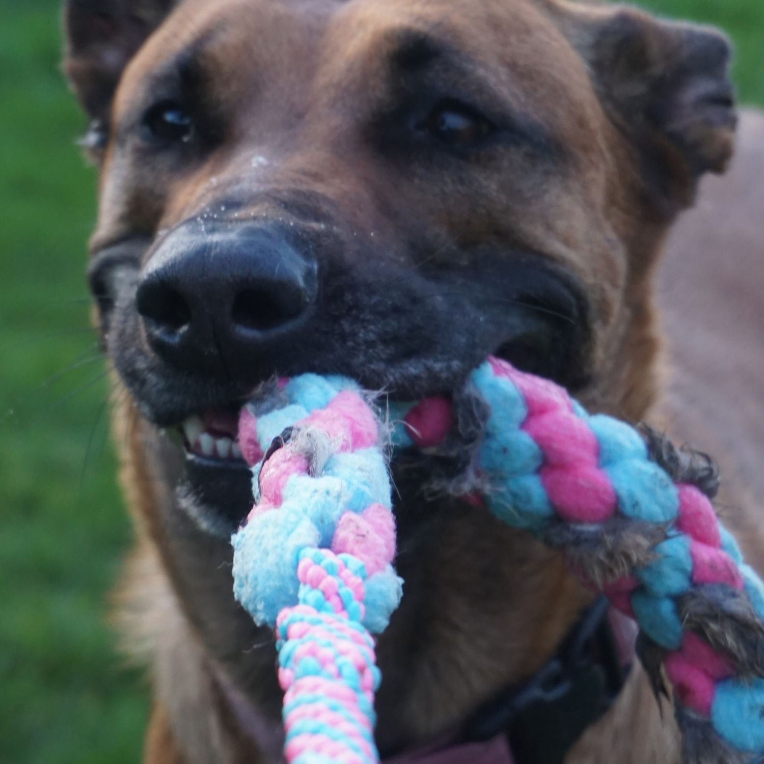 Je hond trainen met speelgoed