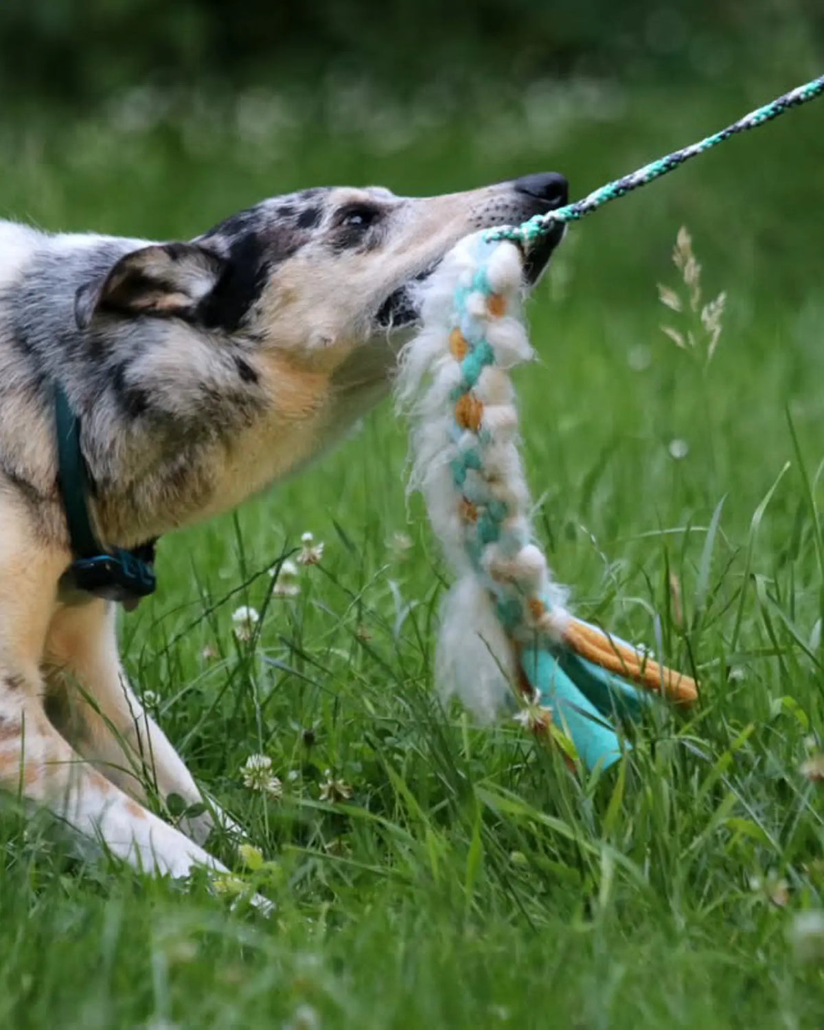 Hond met boeventug met schapenvacht