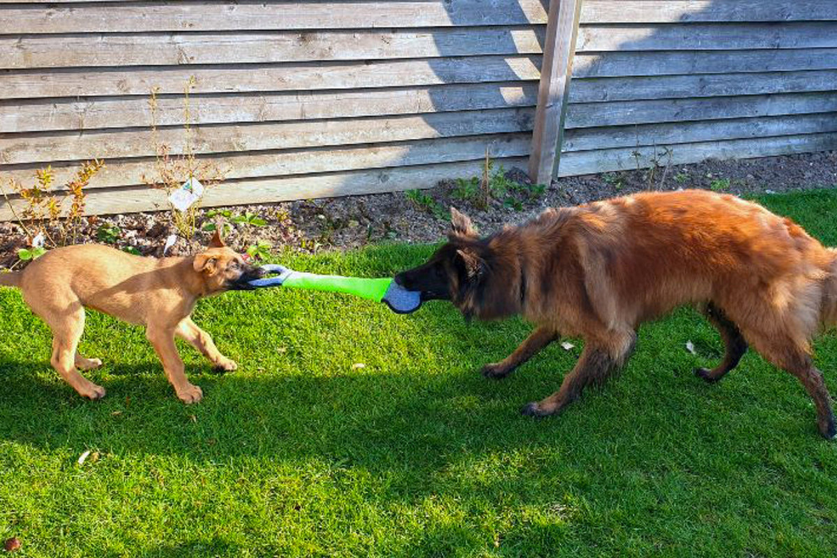 Mechelse herder puppy speelt trekspel met Tervuerense herder