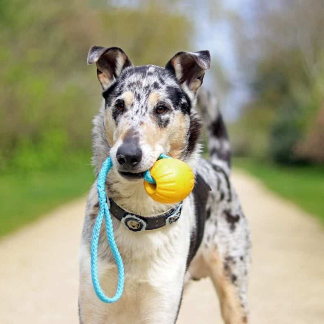 Mijn hond wil niet spelen... Wat nu?