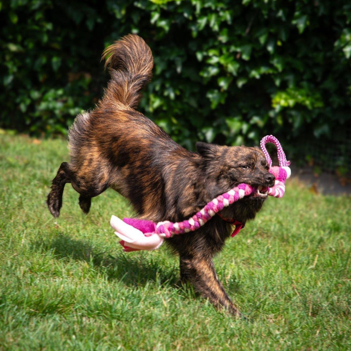 Boefjes – Trekspeelgoed voor kleine honden