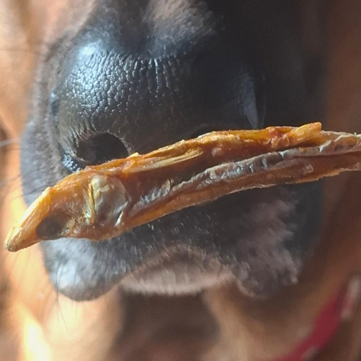snacks voor honden