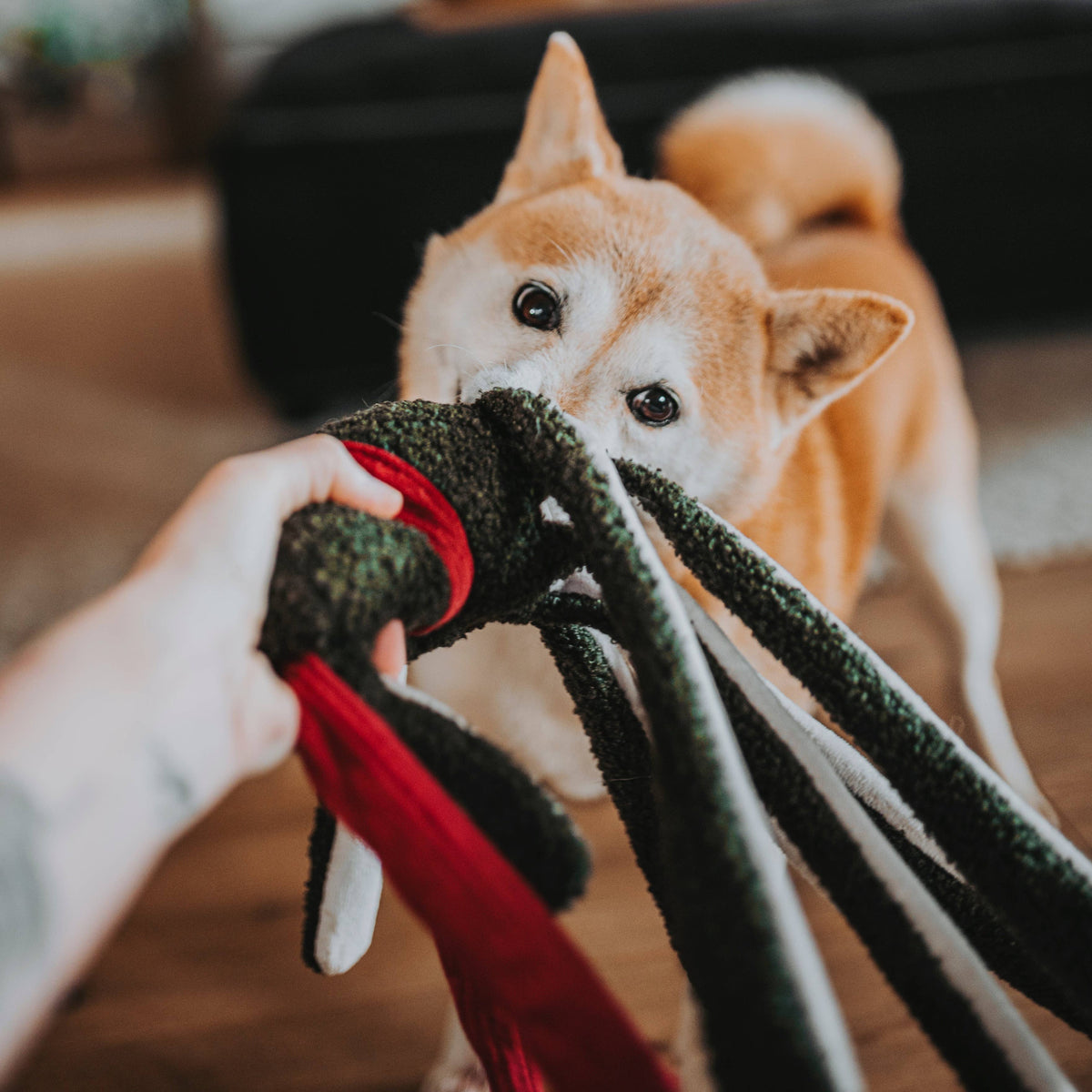 Lambwolf TAKO – Kerstoctopus met pieper en knispertentakels