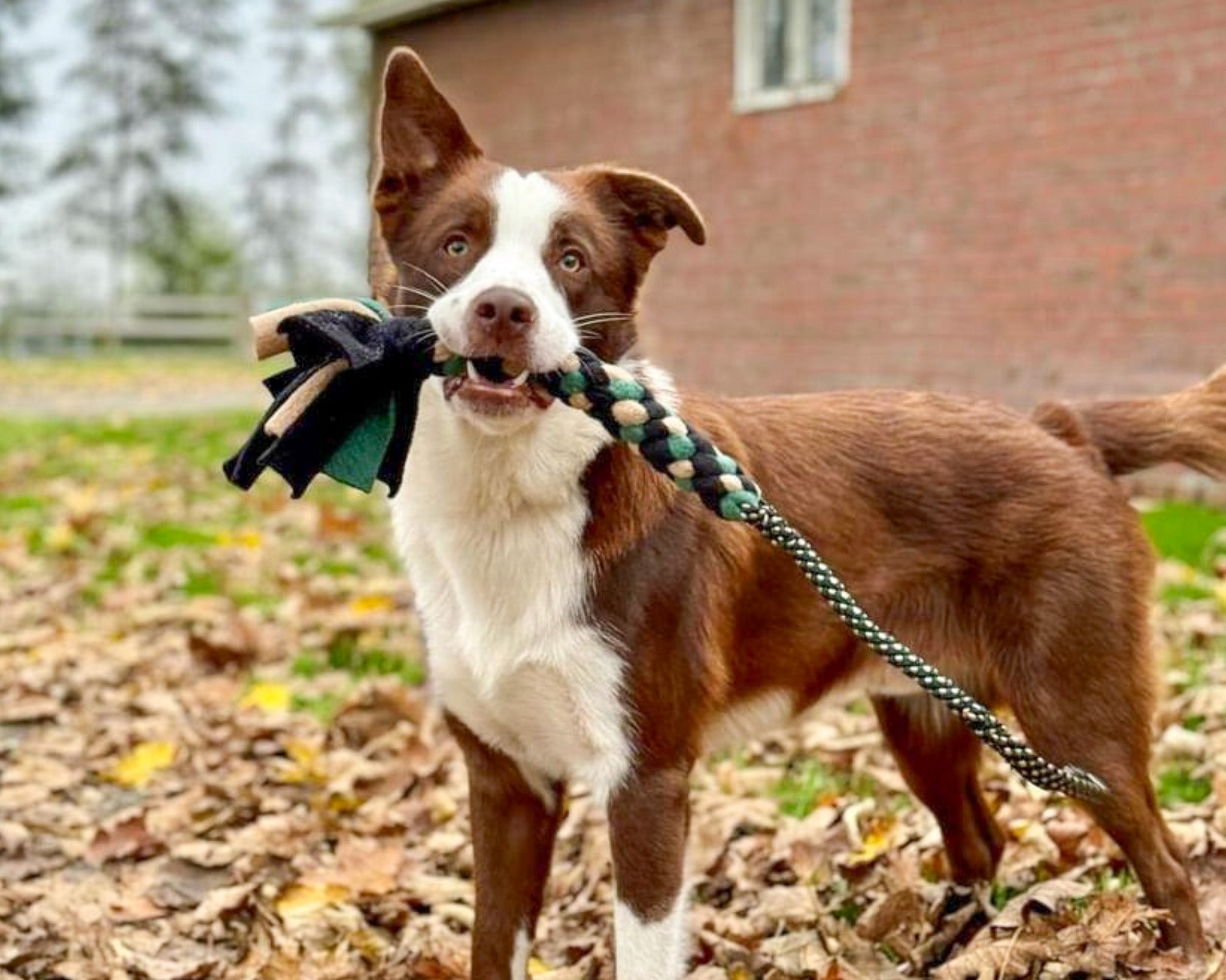 Border collie met een Boeventug