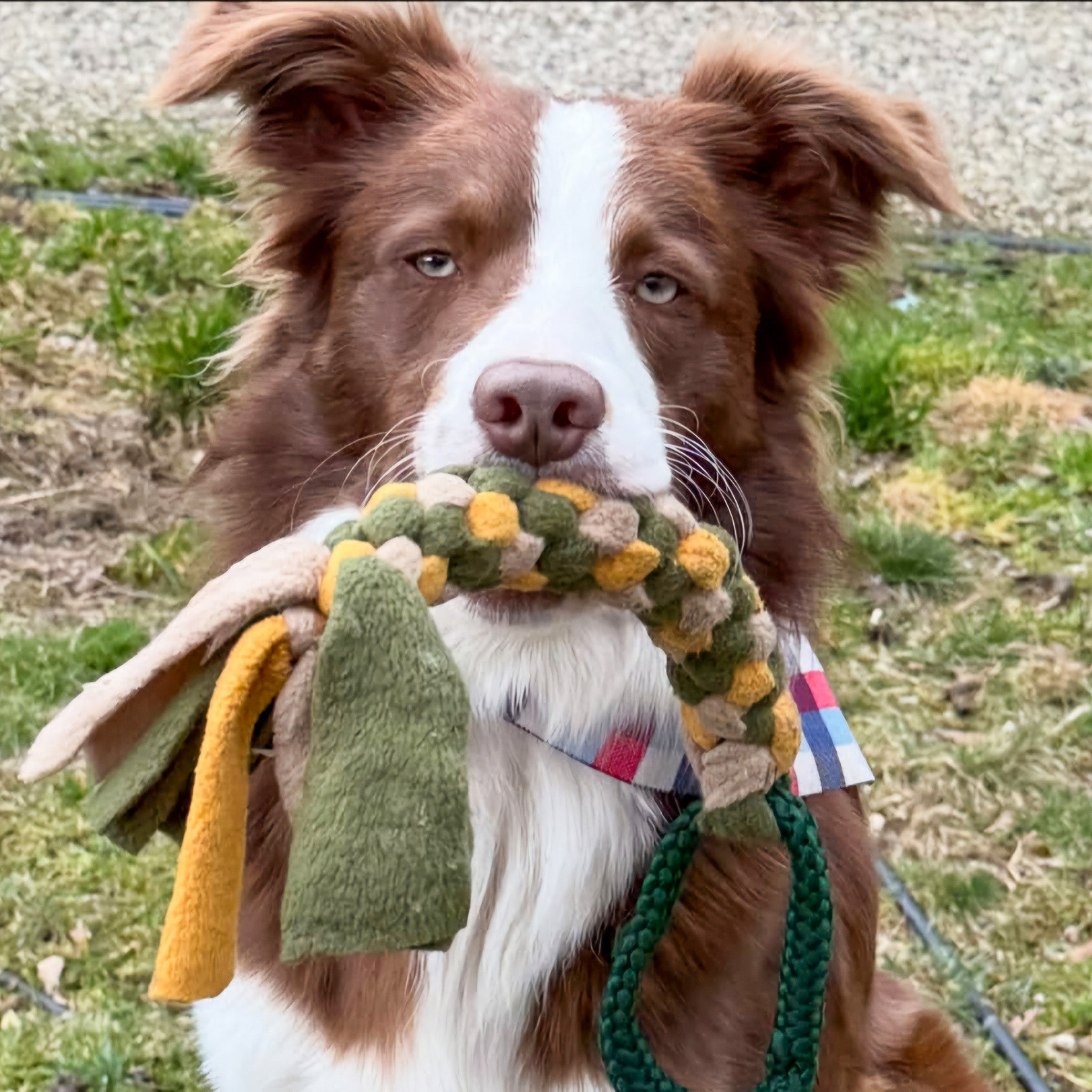 Border collie met een jaszaktug met 12 mm PPM touw in de kleur donkergroen en fleece licht oker, beige en mosgroen