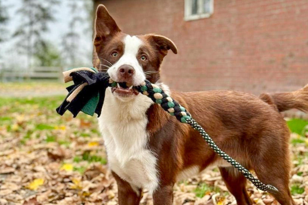 Border collie poseert met een boeventug in zijn bek