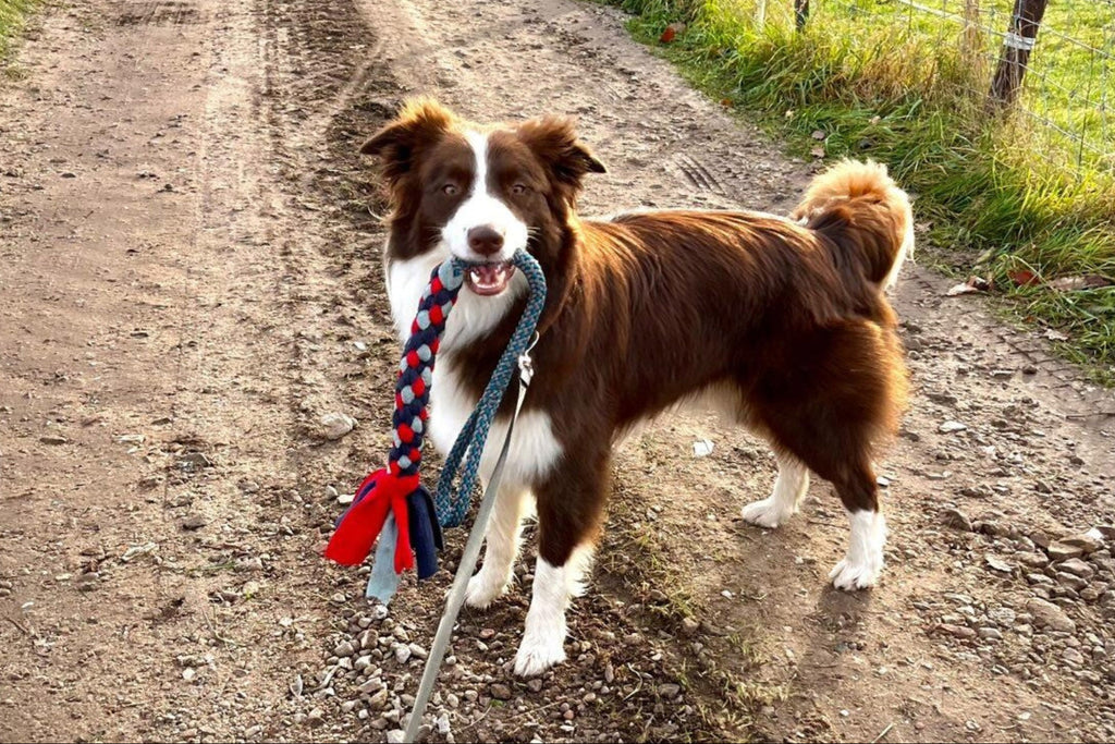 Border collie houdt boeventug in bek tijdens wandeling
