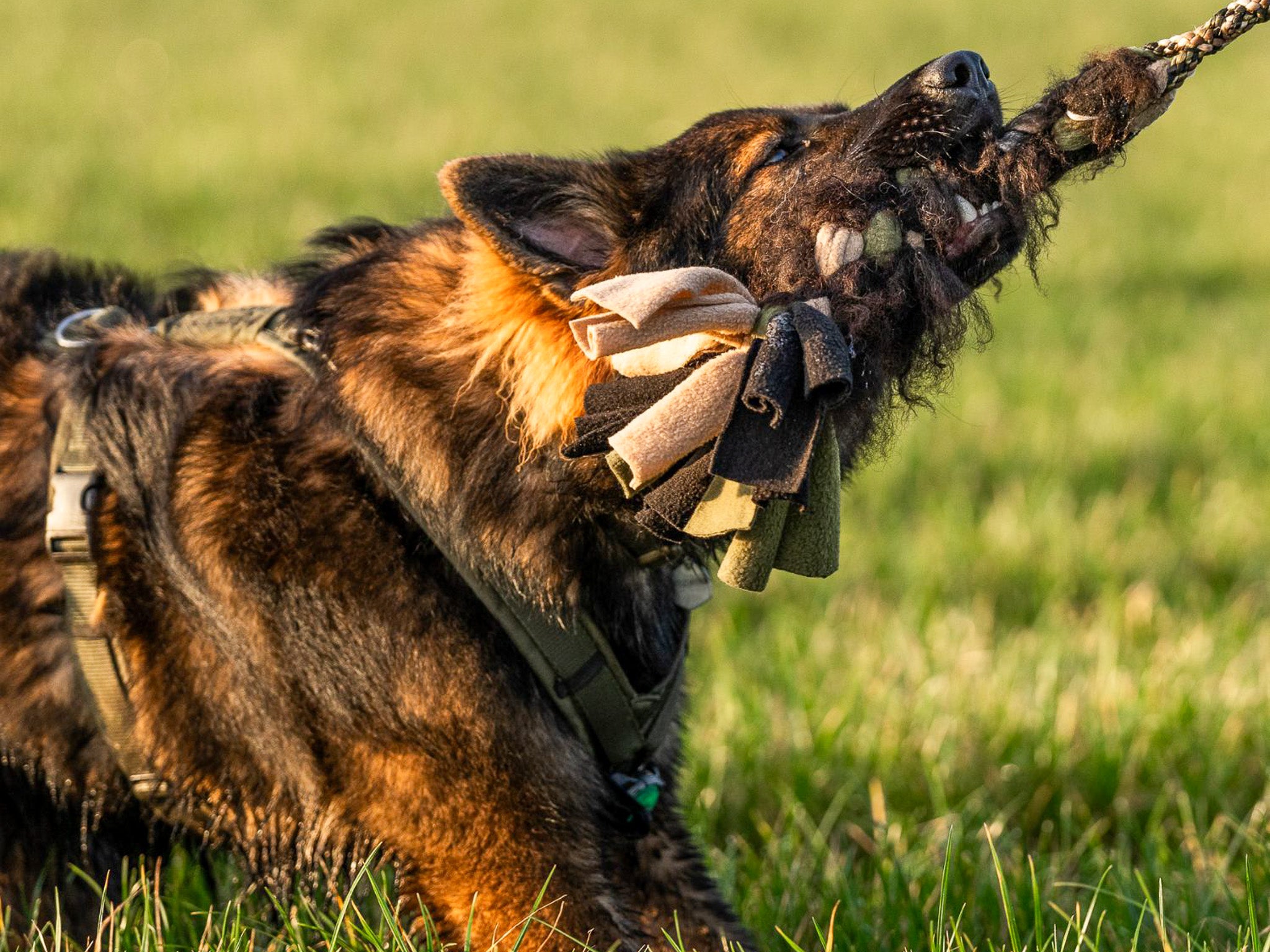 Een Oud Duitse Herder met een krachtpatsertug in actie
