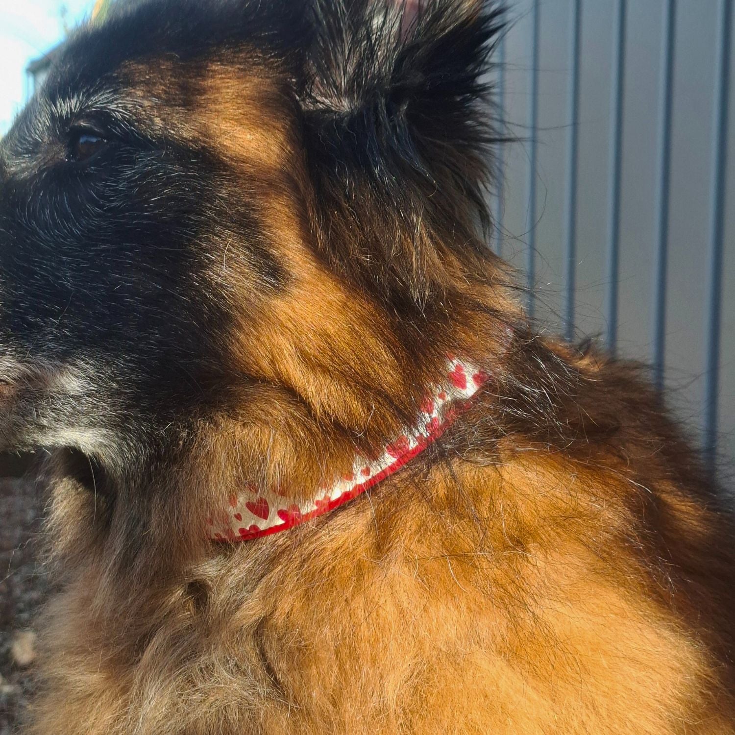 Halsband Hartjes | Handgemaakt door Tugfun