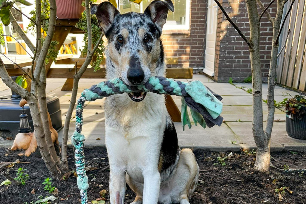Een middelgrote hond met een bungeetug met 12 mm PPM-touw in de kleur mint camo en fleece in de kleuren mint en donkergrijs