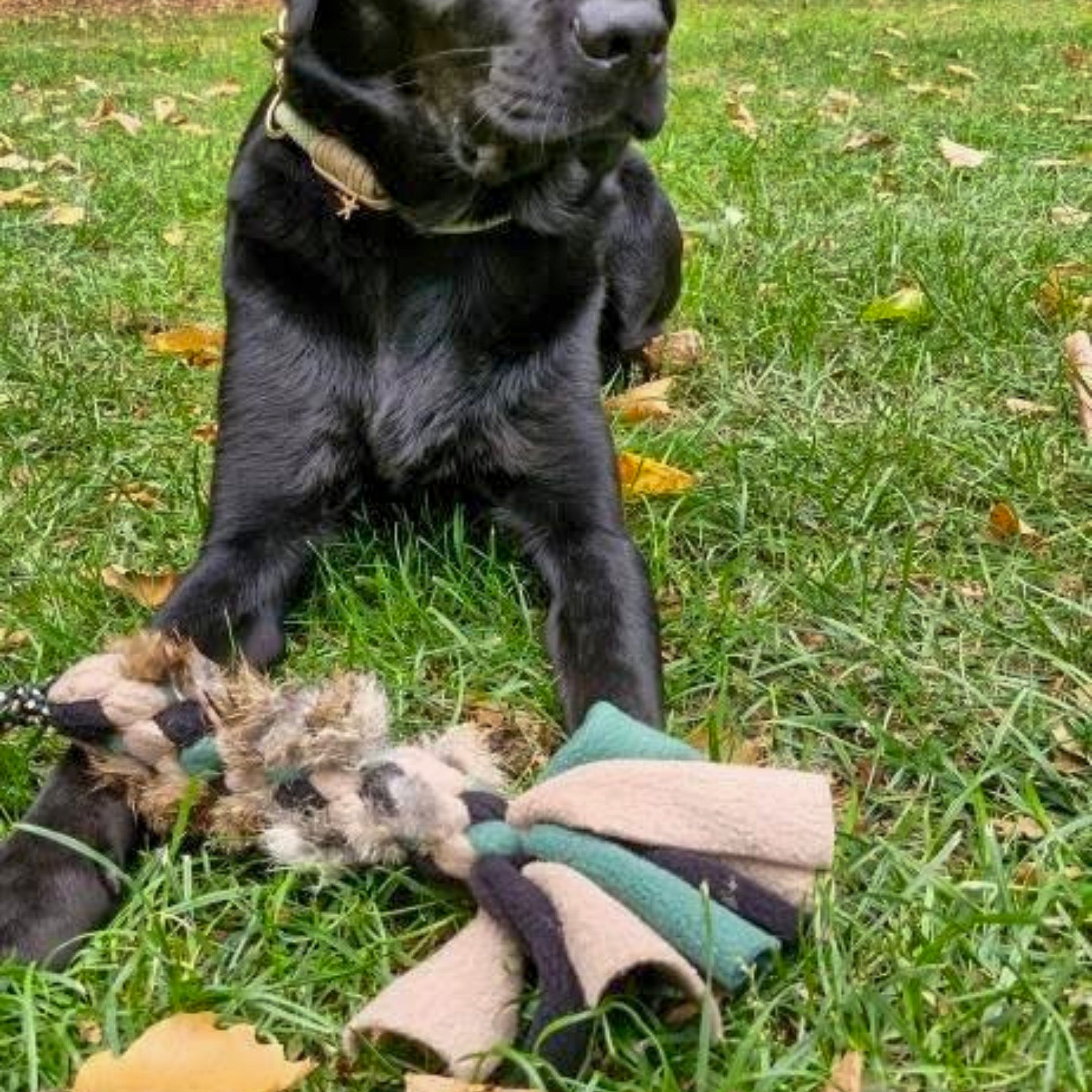 Zwarte labrador met jaszaktug met 8 mm PPM-touw en fleece in de kleuren zwart, beige en groen. De tug is voorzien van wildkleur konijnenvacht.