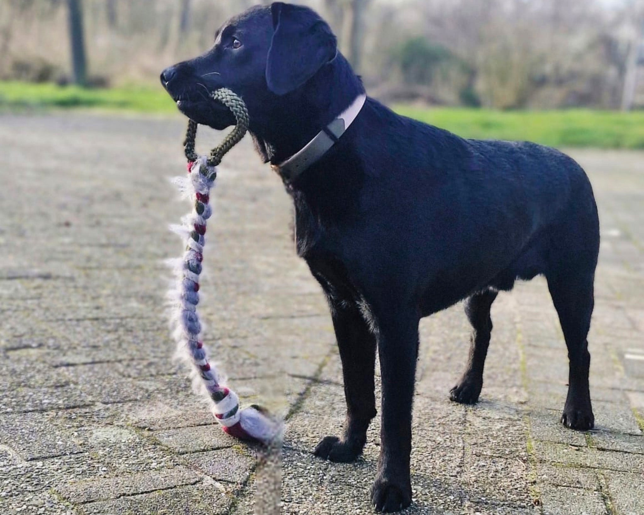 Zwarte labrador met een gevlochten tug voor Boeven en Krachtpatsers met schapenvacht