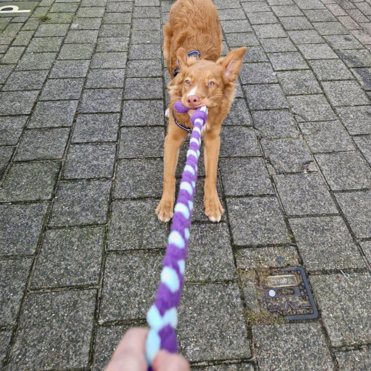 Toller, middelgrote hond, trekt aan een gevlochten trektouw