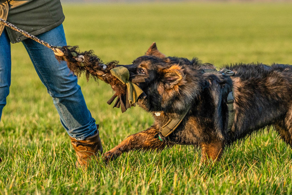 Oud Duitse herder trekt aan een Krachtpatsertug met schapenvacht