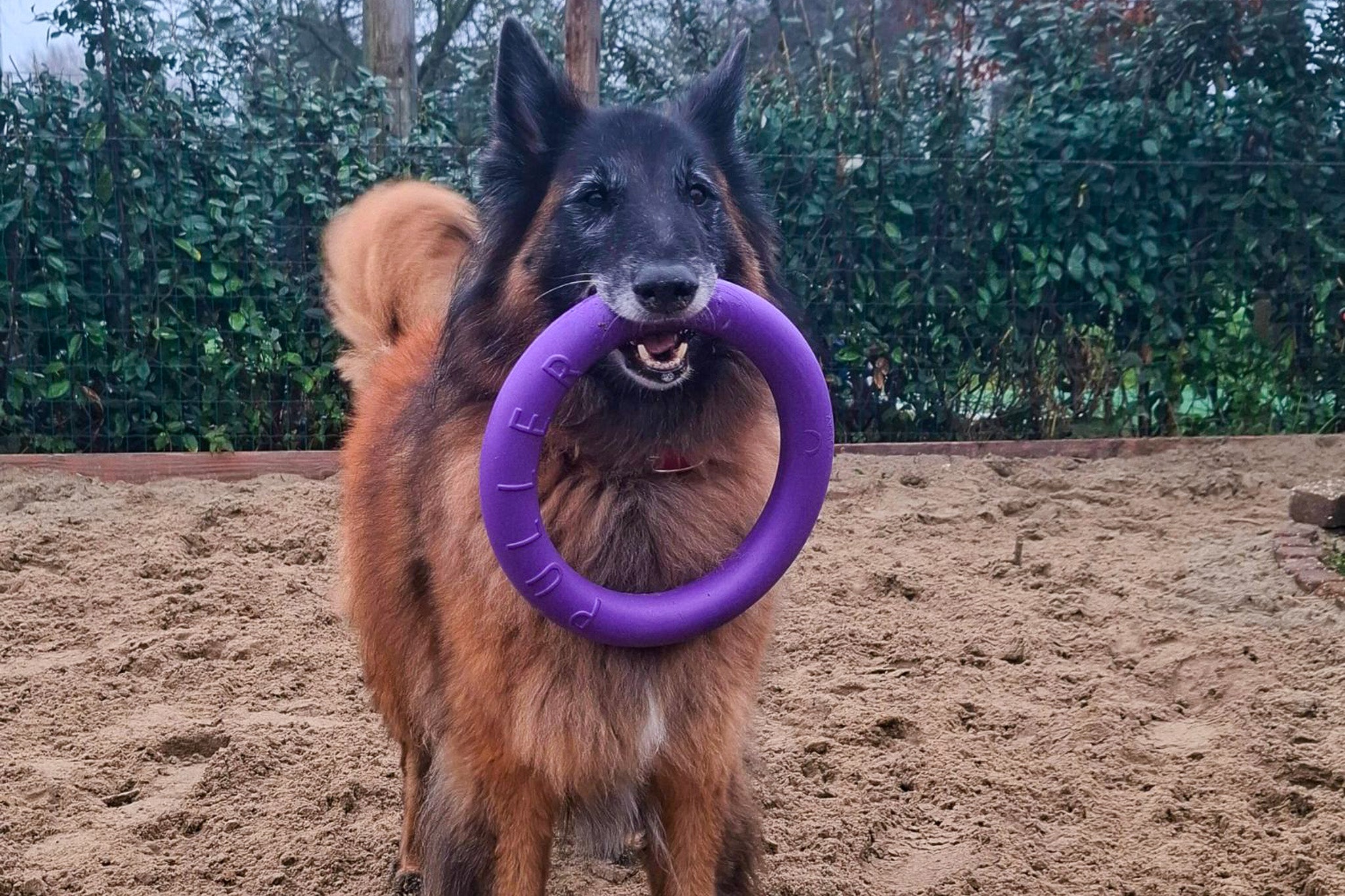 Hond met één ring van de puller dog fitness tool set