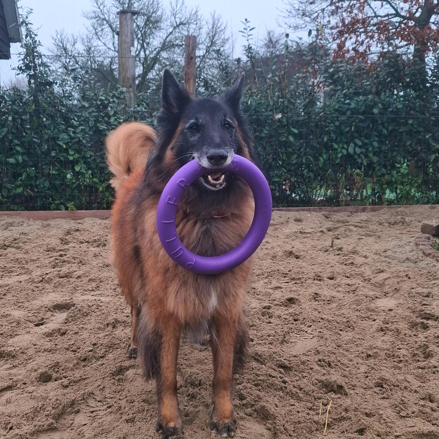 Puller Dog Fitness Tool