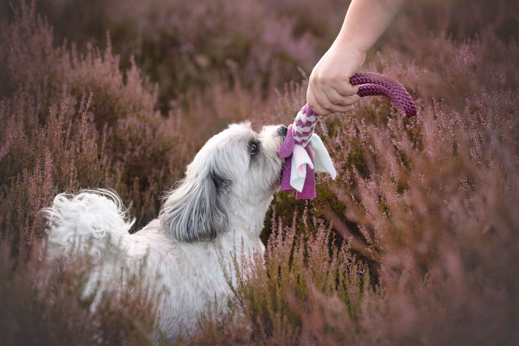 Shih tzu met jaszak tug van Tugfun