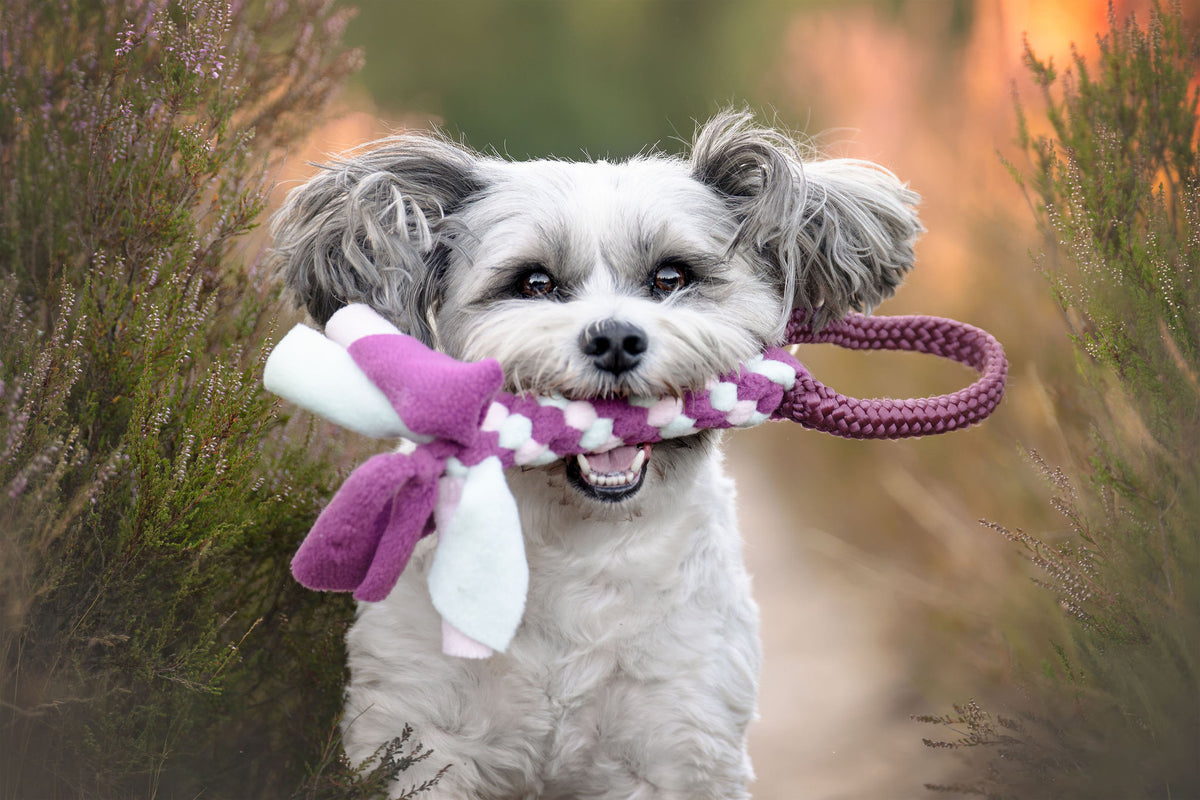 Shih tzu met een Tugfun jaszaktug