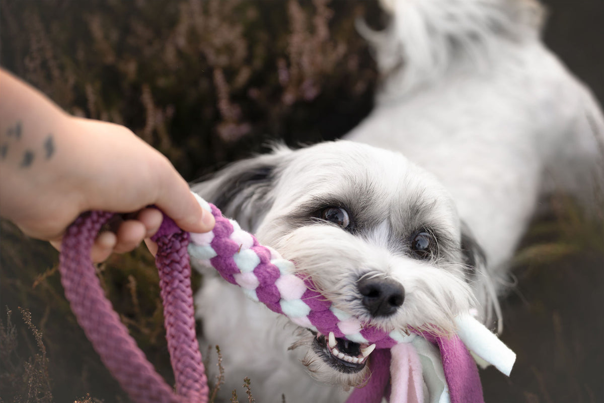Shih tzu trekt aan jaszaktug